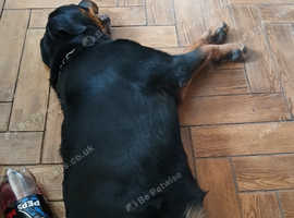 Rottweiler male 9 months