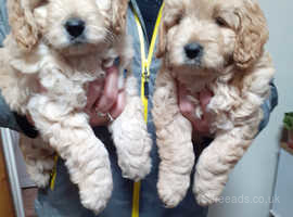 Beautiful golden doodle puppies