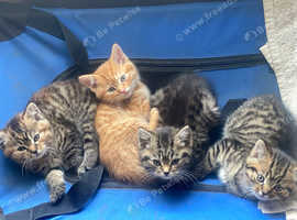 Beautiful British shorthair x kittens ready to leave now