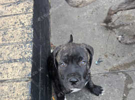 Presa canario