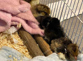 4 x chicks