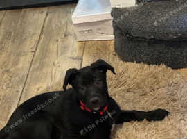 Beautiful Labrador cross collie