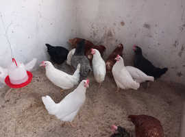 White Star Hens for Sale - 16/17 weeks old Wormed and Vaccinated