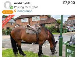 Wanted: 'Rosie' Cleveland Bay Mare