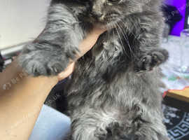 Cute kitty for sale