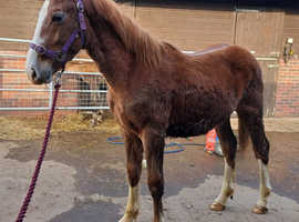 Lovely Flashy Irish Draught Colt