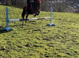 12.3hh Section C Mare