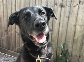 Lab cross for rehoming