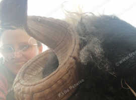 Valais black nose proven ram (pedigree)
