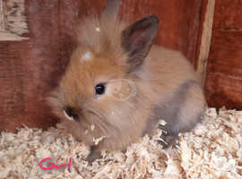 Gorgeous litter of bunnies available