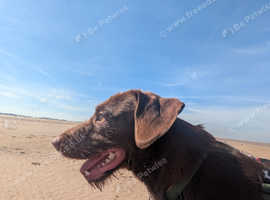 1 year old patterdale x spaniel