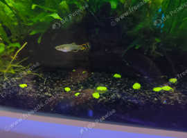 Guppy fish