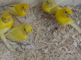 Raza canaries