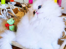Title Luxury Silver Shaded ns1133 Rare British kittens