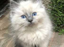 Free ragdoll kittens near hot sale me