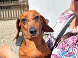Meet Nita "Bonita" - Our Little Lady Looking for Love!