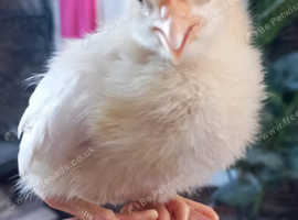 Chickens