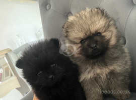 Xsmall Russian Pomeranian pups