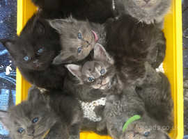 Maine Coon kittens (deposits being taken)