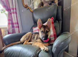 Beautiful shepsky