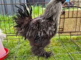 Silkie Rooster