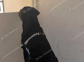 3yr old male Rottweiler KC REG with papers
