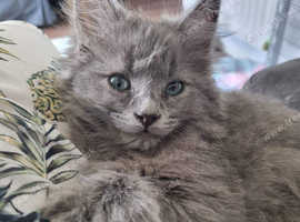 Stunning male cat