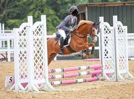 The Perfect Family Pony