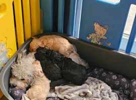 Kilconnel kennels sales puppy farm