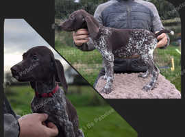 German shops shorthaired pointer puppies cost