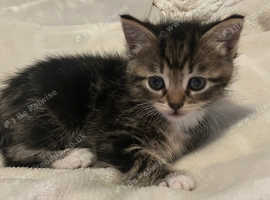 Kittens for sale