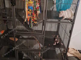 Two female rats