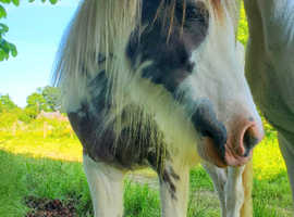 Handsome Yearling Cob Gelding