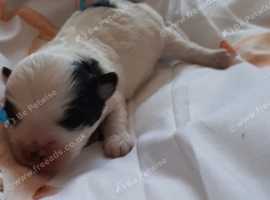Beautiful chihuahua cross Jack Russell puppies