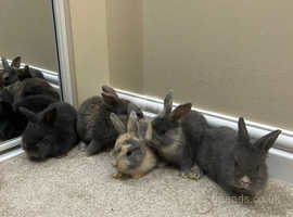 Rabbits and Bunnies, Buy and Sell Pets in Bishops Stortford