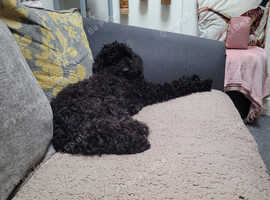 1 & half year old black male sproodles