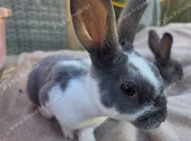 Beautiful baby mini rex bunnies