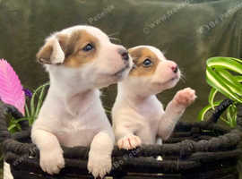PEDIGREE jack Russell girls for sale