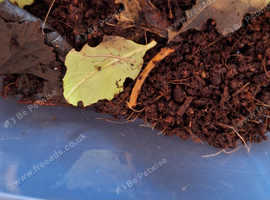 Stick insects/isopods