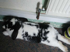 Black and white lop ear rabbit