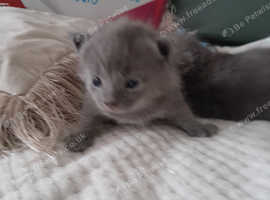 Russian blue babies