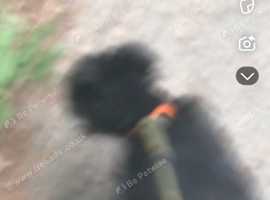 Patterdale for sale