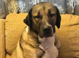 Turkish kangal 3 years