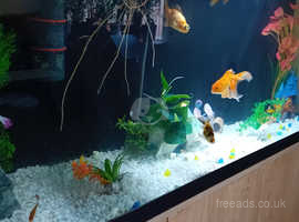 6 fancy goldfish + 3 small coldwater fish