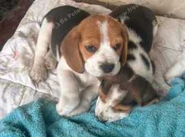 Match making Pedigree beagle puppies