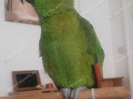 Amazon Parrot Yellow Neap