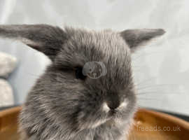 Gorgeous Pure Breed Mini Lop baby.