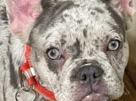 Rare lilac merle frenchie female puppy 7 months blue eyes