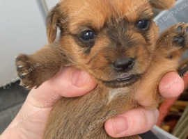 One beautiful female shorkie Available