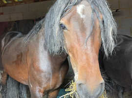 15.2 bay cob gelding